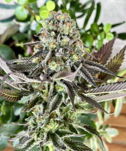 Gorilla Melon™ Feminized Esrar Tohumu (Fast Buds)
