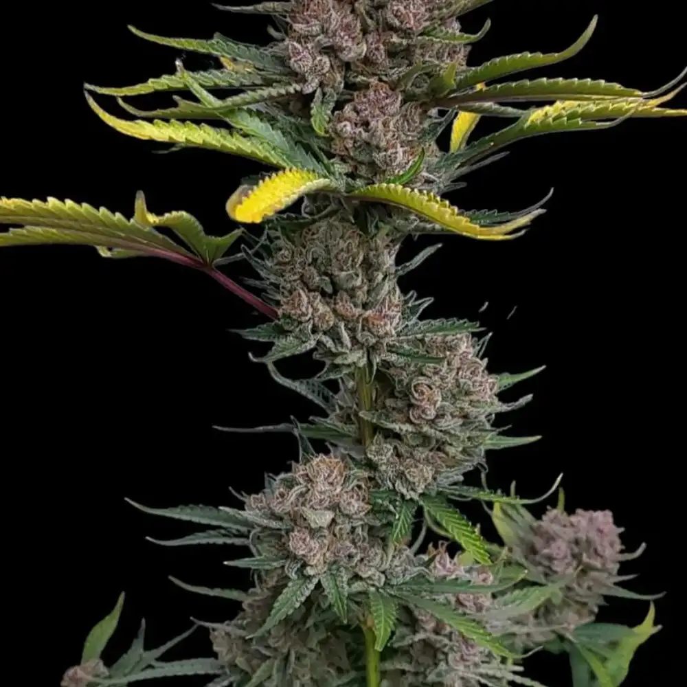 Gorilla Punch Auto Fem Esrar Tohumu (Fast Buds)