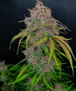 Gorilla Punch Auto Fem Esrar Tohumu (Fast Buds)