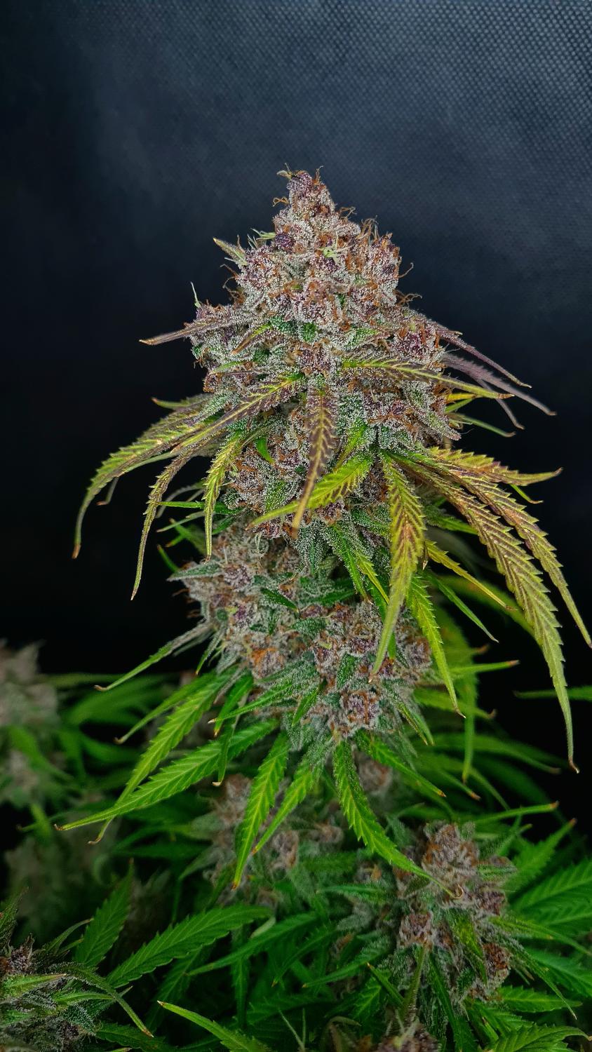 Gorilla Punch Auto Fem Esrar Tohumu (Fast Buds)