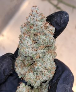 Gorilla Punch Auto Fem Esrar Tohumu (Fast Buds)