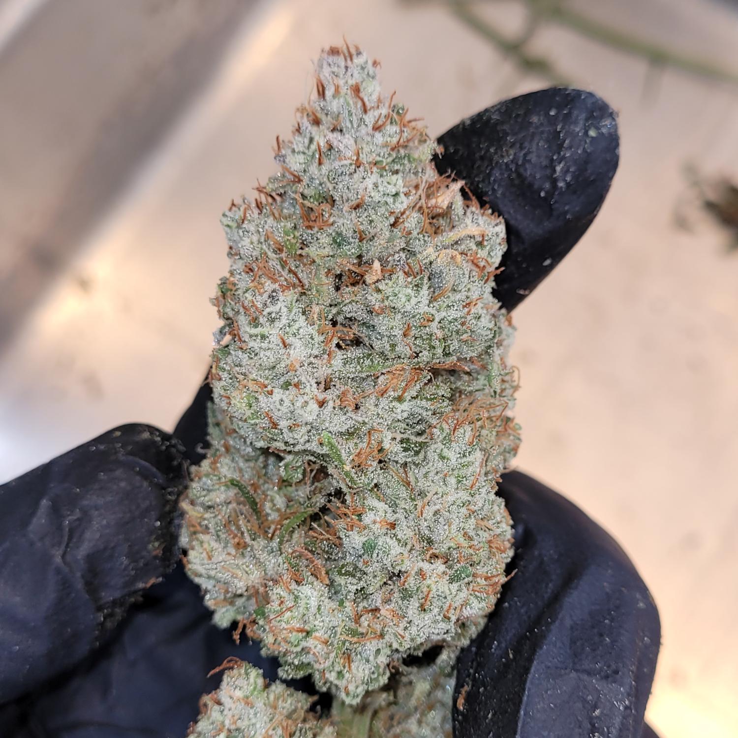 Gorilla Punch Auto Fem Esrar Tohumu (Fast Buds)