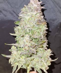 Gorilla Punch Auto Fem Esrar Tohumu (Fast Buds)