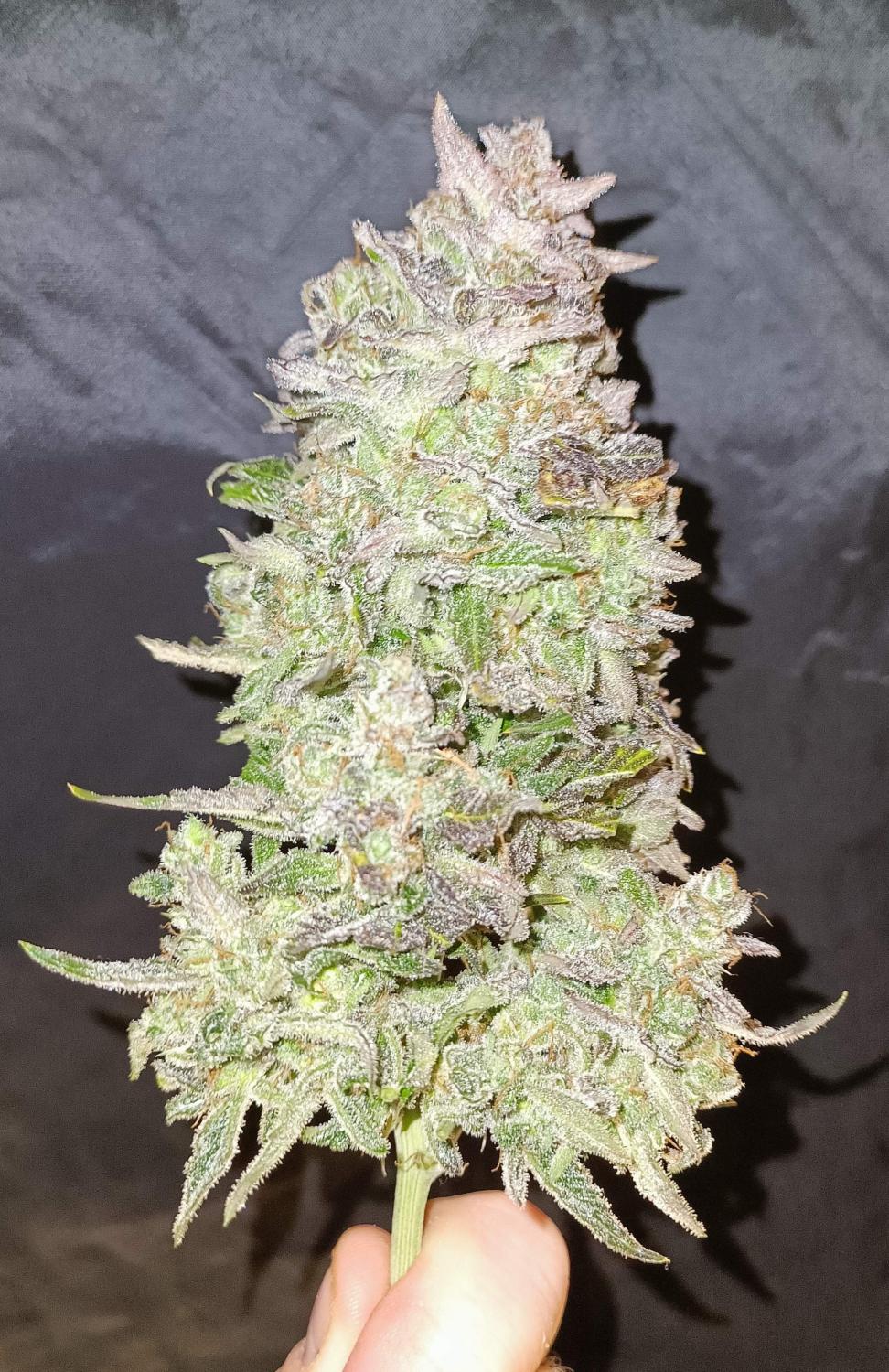 Gorilla Punch Auto Fem Esrar Tohumu (Fast Buds)