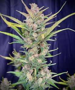 Gorilla Punch Auto Fem Esrar Tohumu (Fast Buds)