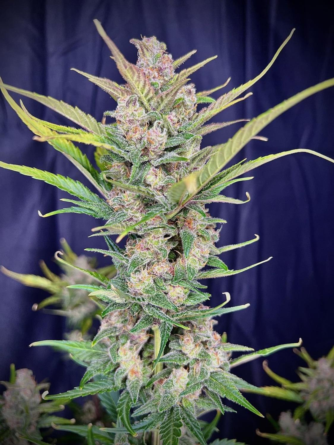 Gorilla Punch Auto Fem Esrar Tohumu (Fast Buds)