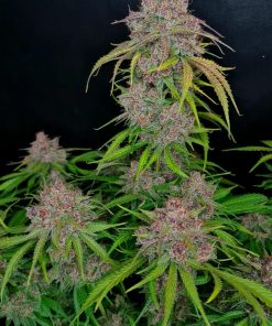 Gorilla Punch Auto Fem Esrar Tohumu (Fast Buds)