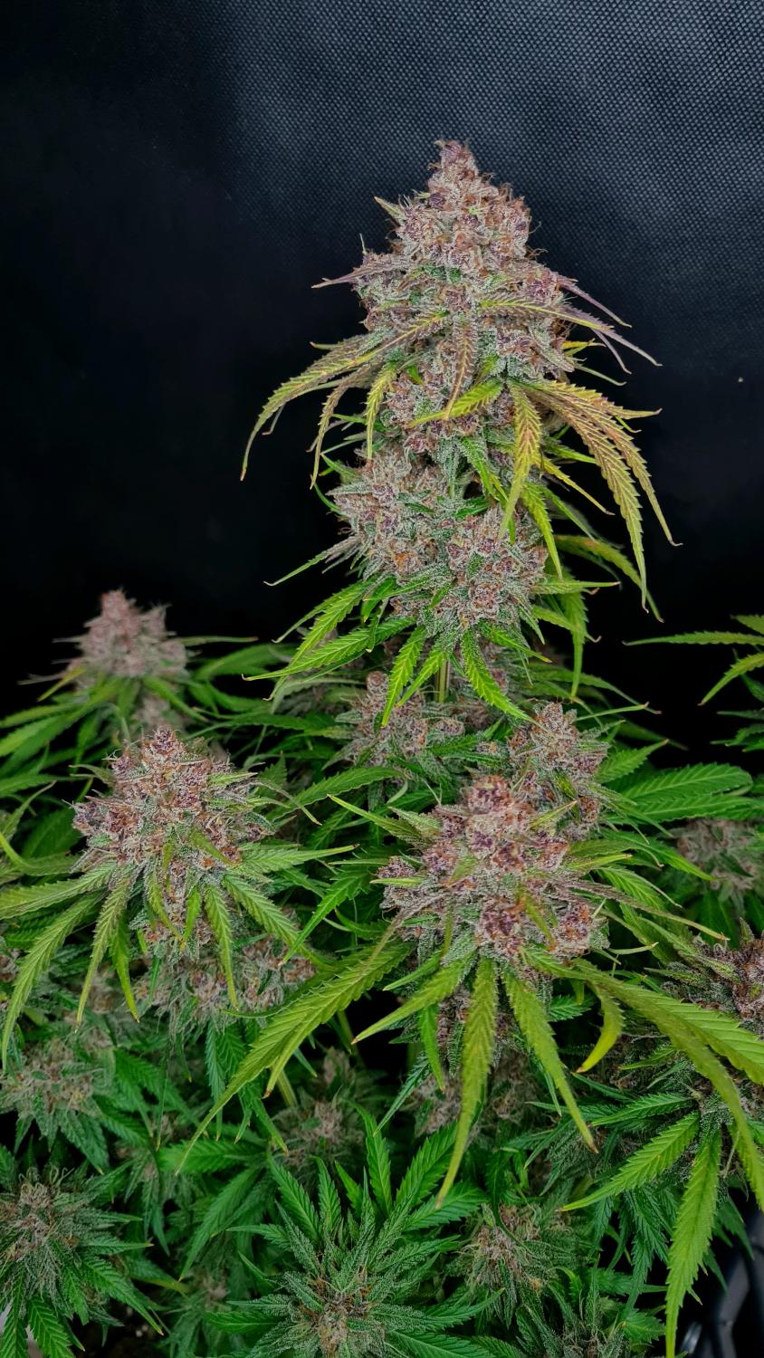 Gorilla Punch Auto Fem Esrar Tohumu (Fast Buds)