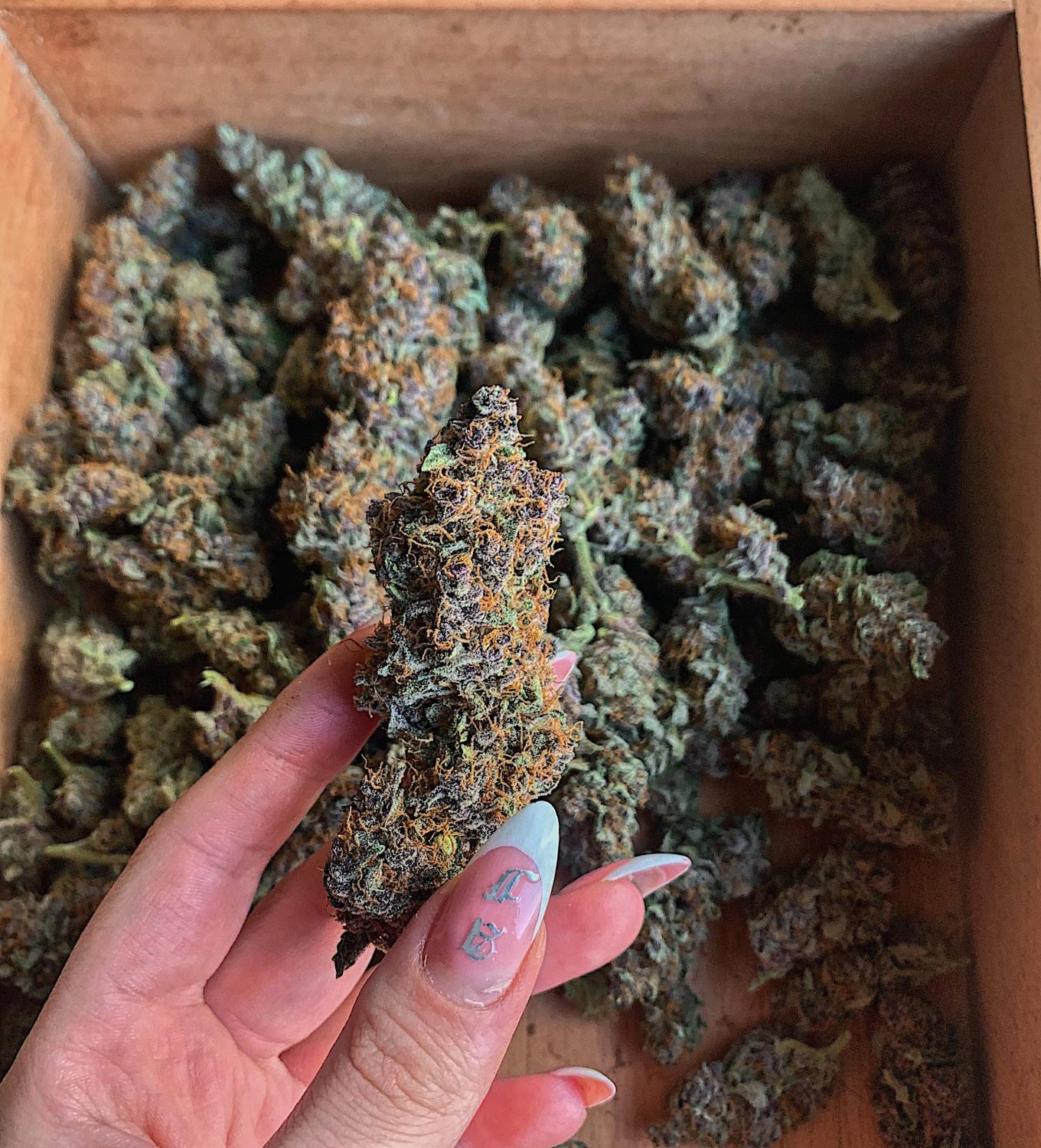 Gorilla Punch Auto Fem Esrar Tohumu (Fast Buds)