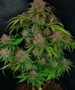 Gorilla Punch Auto Fem Esrar Tohumu (Fast Buds)
