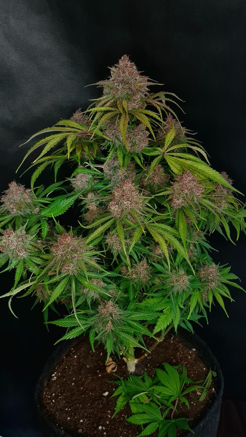 Gorilla Punch Auto Fem Esrar Tohumu (Fast Buds)