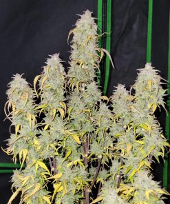 Gorilla Punch Auto Fem Esrar Tohumu (Fast Buds)