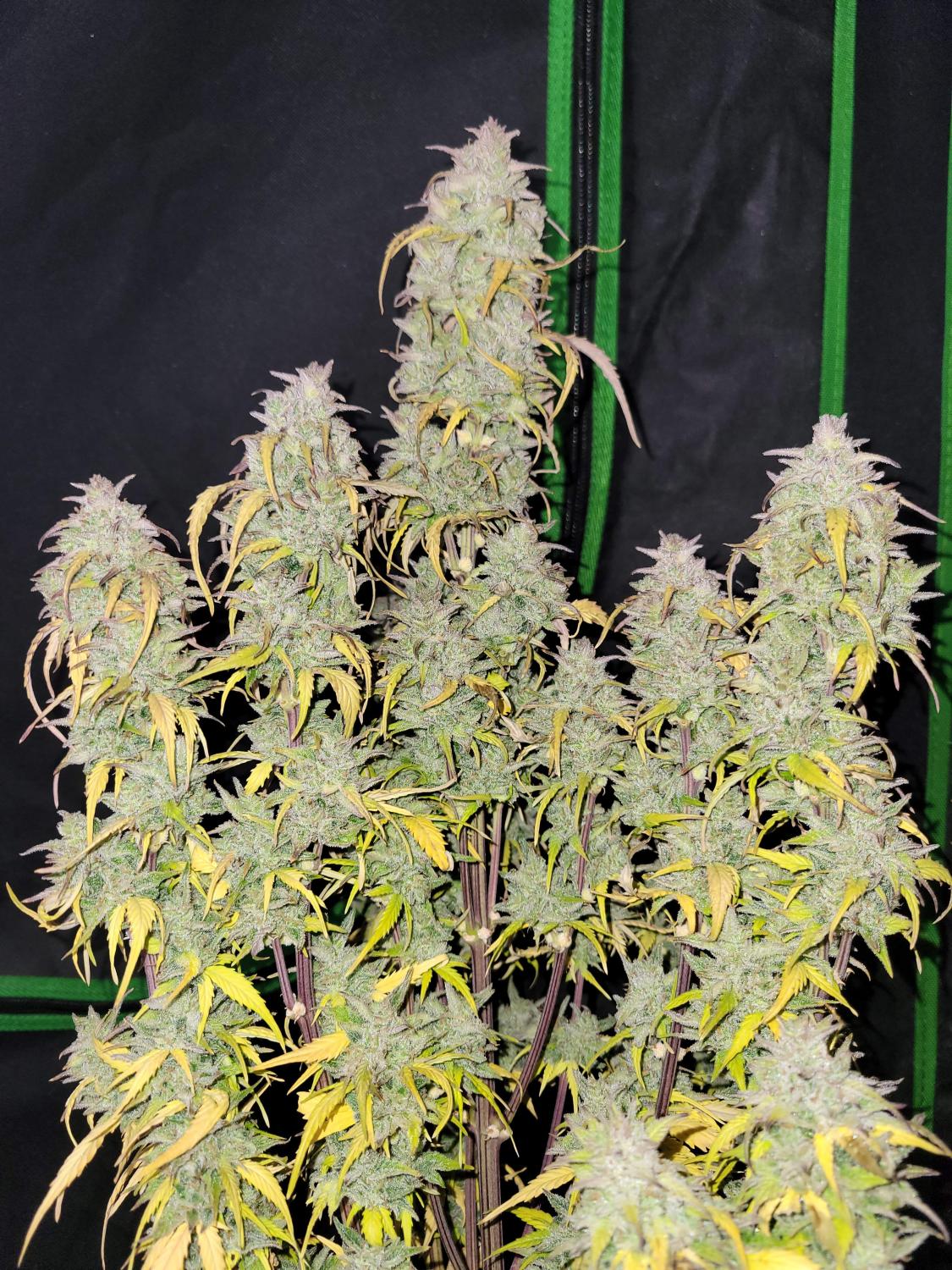 Gorilla Punch Auto Fem Esrar Tohumu (Fast Buds)