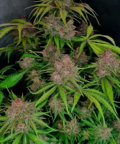 Gorilla Punch Auto Fem Esrar Tohumu (Fast Buds)