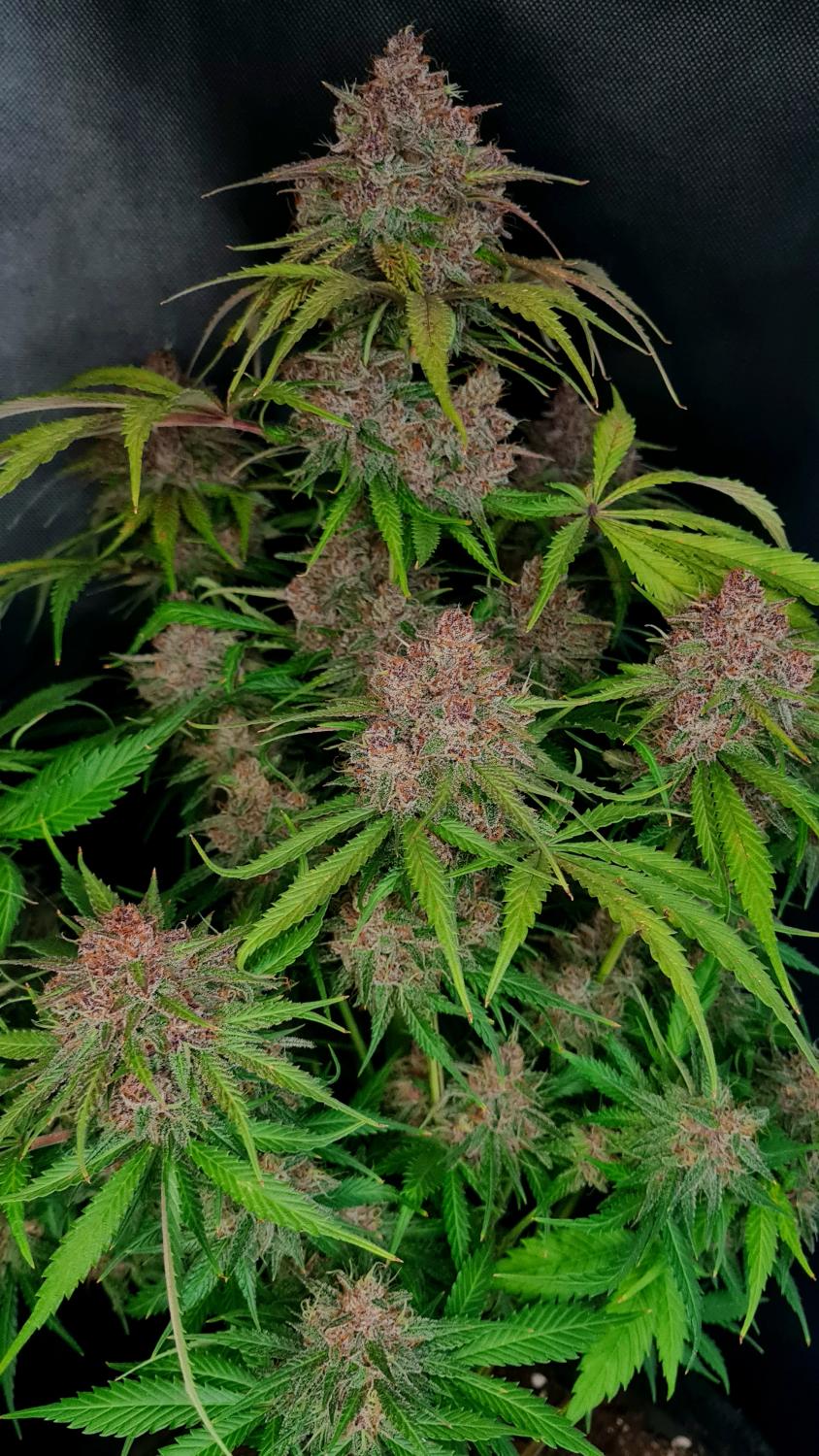 Gorilla Punch Auto Fem Esrar Tohumu (Fast Buds)