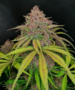Gorilla Punch Auto Fem Esrar Tohumu (Fast Buds)