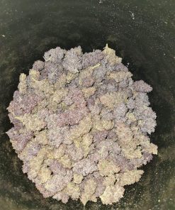 Gorilla Punch Auto Fem Esrar Tohumu (Fast Buds)