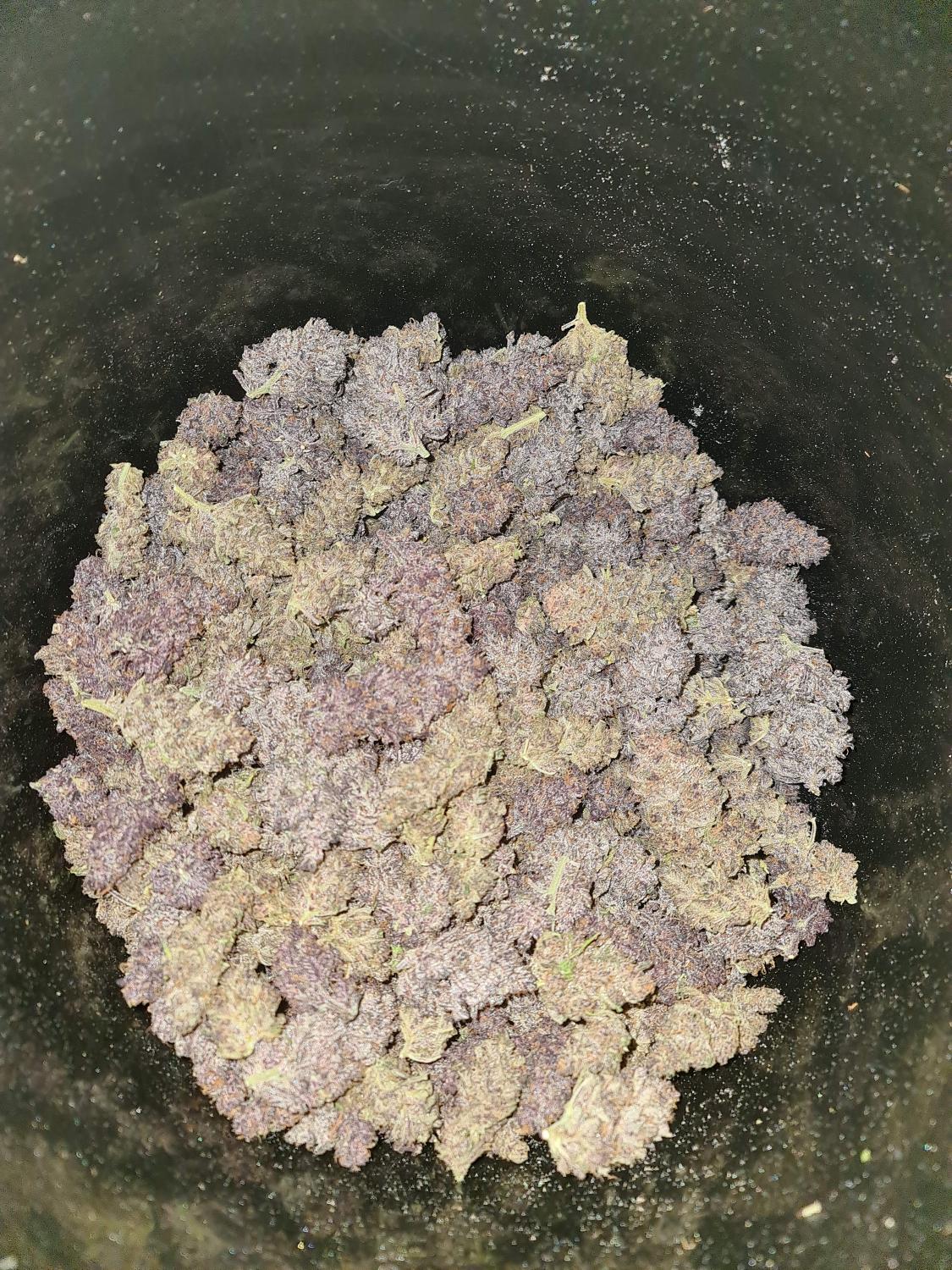 Gorilla Punch Auto Fem Esrar Tohumu (Fast Buds)