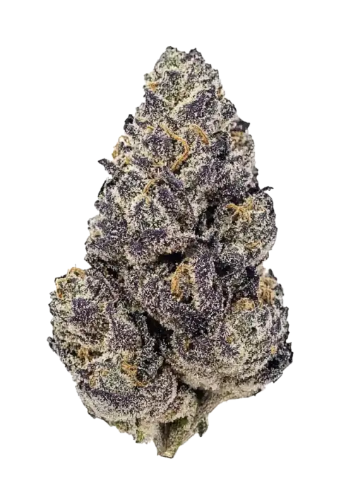 Gorilla Punch Auto, yakıtımsı ve kremsi aromasıyla öne çıkan Indica baskın bir türdür. Yüksek THC içeriğiyle dikkat çeker. Genetik yapısını keşfedin.