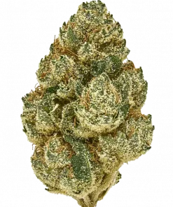 Gorilla Runtz, tatlı meyve aromaları ve yüksek THC içeriğiyle bilinen Indica baskın bir türdür. Derin rahatlama için genetik yapısını keşfedin ve görüntüleyin.