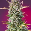 Gorilla Sherbet F1 Fast Version Feminized Esrar Tohumu (Sweet Seeds)