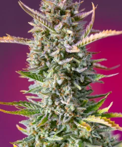 Gorilla Sherbet F1 Fast Version Feminized Esrar Tohumu (Sweet Seeds)