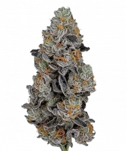 Gorilla Z Auto, tatlı tropikal aroması ve THC içeriğiyle öne çıkan Indica baskın türdür. Dengeli etkilerini keşfedin ve rahatlamanın tadını çıkarın.