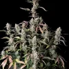 Gorilla Z Auto Fem Esrar Tohumu (Fast Buds)