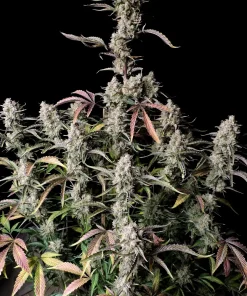 Gorilla Z Auto Fem Esrar Tohumu (Fast Buds)