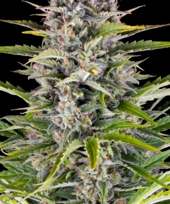 Gorilla Zkittlez Auto Fem Esrar Tohumu (Barney's Farm)