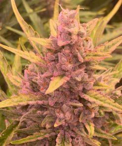 Gorilla Zkittlez Auto Fem Esrar Tohumu (Barney's Farm)