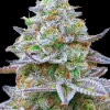 Gorilla Zkittlez Feminized Esrar Tohumu (Barney's Farm)