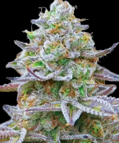 Gorilla Zkittlez Feminized Esrar Tohumu (Barney's Farm)