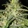 Gorrila Glue #4 (Expert Gorilla ) Auto Fem Esrar Tohumu (Expert Seeds)