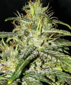 Gorrila Glue #4 (Expert Gorilla ) Auto Fem Esrar Tohumu (Expert Seeds)