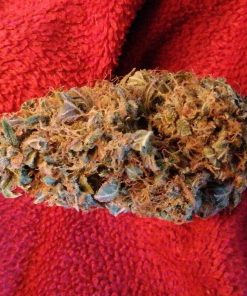 Gorrila Glue #4 (Expert Gorilla ) Auto Fem Esrar Tohumu (Expert Seeds)