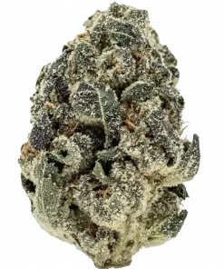 GovernMint Oasis, sert aroması ve yüksek THC içeriğiyle öne çıkan dengeli bir hibrit türdür. Ağrı ve stresi hafifleten etkilerini keşfedin.