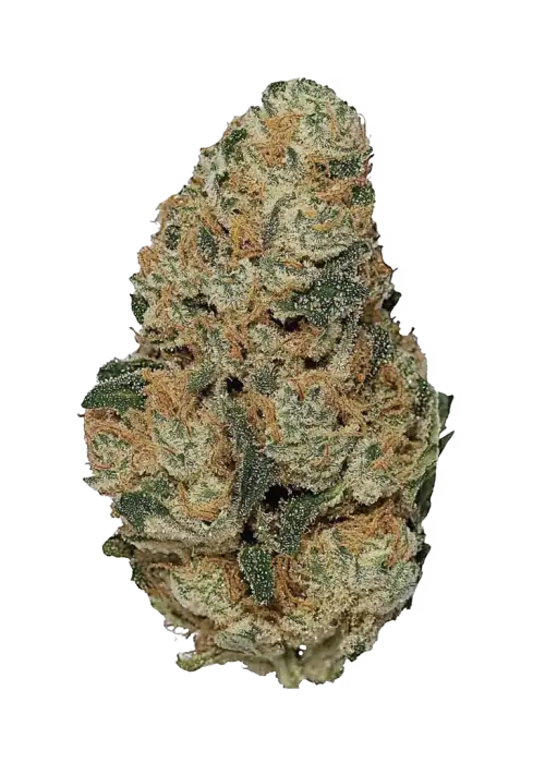 Grade 10, tatlı ve meyveli aromasıyla öne çıkan Indica dominant bir türdür. Yüksek THC içeriği ile yaratıcılığı artırır. Genetik yapısını keşfedin.