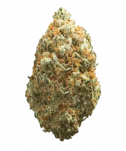 Gran Champagne, çilek aromaları ve canlandırıcı etkisiyle bilinen dengeli bir hibrit türdür. Uykusuzluk ve iştah sorunlarına çözüm olabilir. Özelliklerini keşfedin.