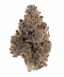 Granddaddy Pluto, yaban mersini aromalı ve yüksek THC'li dengeli bir hibrit türdür. Derin rahatlama ve mutluluk sunar. Genetik yapısını keşfedin ve etkilerini görüntüleyin.