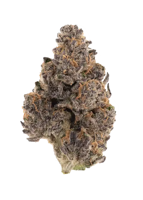 Granddaddy Pluto, yaban mersini aromalı ve yüksek THC'li dengeli bir hibrit türdür. Derin rahatlama ve mutluluk sunar. Genetik yapısını keşfedin ve etkilerini görüntüleyin.