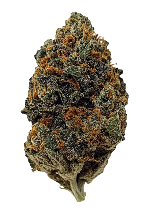 Grandi Guava, tropikal meyve aromaları ve yüksek enerjisiyle öne çıkan dengeli bir hibrit türdür. Motivasyon ve odaklanma için ideal. Özelliklerini keşfedin.