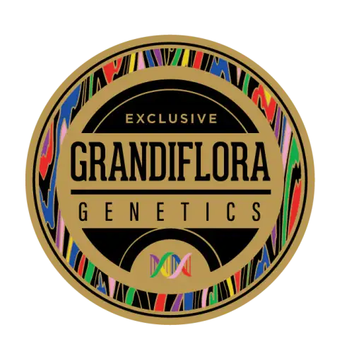 Grandiflora Genetics