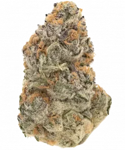 Grandpa's Cookies R1, portakal aroması ve dengeli etkisiyle öne çıkan hibrit bir türdür. Yüksek verim potansiyelini keşfedin ve detaylı özelliklerini görüntüleyin.