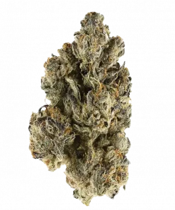 Grapaya, üzüm aromaları ve dengeli genetiğiyle öne çıkan hibrit bir türdür. Canlandırıcı ve rahatlatıcı etkileri keşfedin. Detaylı bilgi için tıklayın.