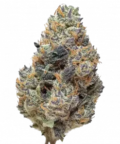 Grape Ape, tatlı üzüm aroması ve güçlü rahatlatıcı etkisiyle bilinen Indica baskın bir türdür. Ağrı ve stresi azaltmaya yardımcı olabilir. Özelliklerini keşfedin.