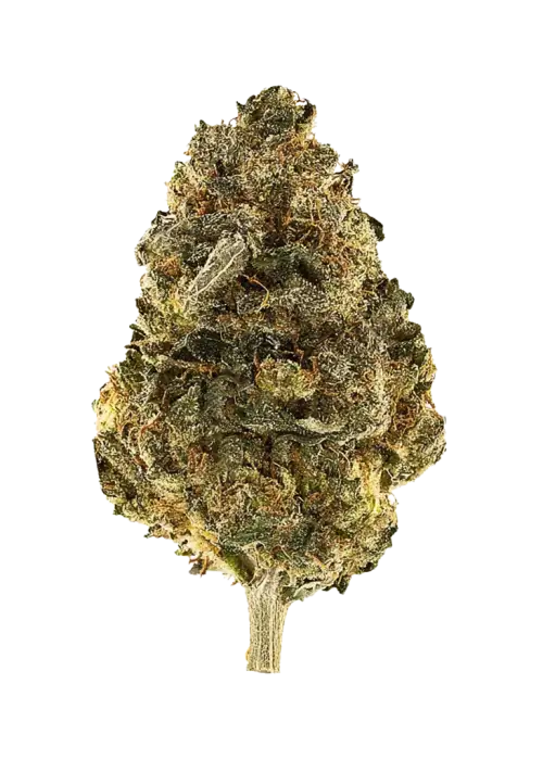 Grape Cobbler, tatlı meyve aromaları ve rahatlatıcı etkisiyle bilinen dengeli bir hibrit türdür. Yüksek THC içeriğiyle öne çıkar. Bu eşsiz türü keşfedin.