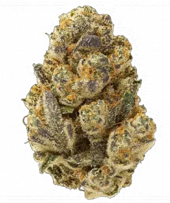 Grape Fizzers, tatlı üzüm ve yakıtımsı notalarıyla öne çıkan güçlü bir hibrit türdür. Yüksek THC içeriğiyle yaratıcılığı artırır ve rahatlama sağlar. Özelliklerini keşfedin.