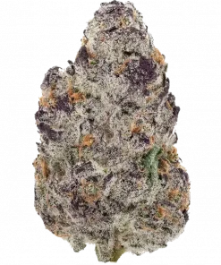 Grape Godalope, üzüm aromaları ve yüksek THC içeriğiyle bilinen sativa baskın bir türdür. Enerji verici ve rahatlatıcı etkilerini keşfedin.