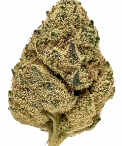 Grape Guava, tatlı üzüm aroması ve yüksek THC içeriğiyle öne çıkan Indica baskın bir türdür. Yaratıcılığı ve rahatlamayı keşfedin. Genetik yapısını görüntüleyin.